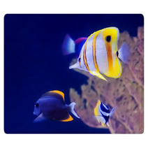 Copperband Butterfly Fish Rugs 60679011