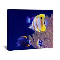 Copperband Butterfly Fish Wall Art 60679011