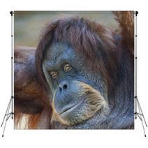 Coquettish Look Of An Orangutan Female. Face Portrait Of The Expressive Great Ape. Beauty Of The Human Like Monkey. One Of The Most Clever Primate. Backdrops 99129324