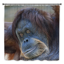 Coquettish Look Of An Orangutan Female. Face Portrait Of The Expressive Great Ape. Beauty Of The Human Like Monkey. One Of The Most Clever Primate. Bath Decor 99129324