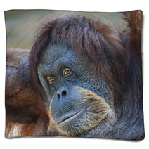 Coquettish Look Of An Orangutan Female. Face Portrait Of The Expressive Great Ape. Beauty Of The Human Like Monkey. One Of The Most Clever Primate. Blankets 99129324