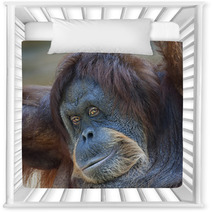 Coquettish Look Of An Orangutan Female. Face Portrait Of The Expressive Great Ape. Beauty Of The Human Like Monkey. One Of The Most Clever Primate. Nursery Decor 99129324