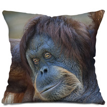 Coquettish Look Of An Orangutan Female. Face Portrait Of The Expressive Great Ape. Beauty Of The Human Like Monkey. One Of The Most Clever Primate. Pillows 99129324