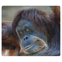 Coquettish Look Of An Orangutan Female. Face Portrait Of The Expressive Great Ape. Beauty Of The Human Like Monkey. One Of The Most Clever Primate. Rugs 99129324