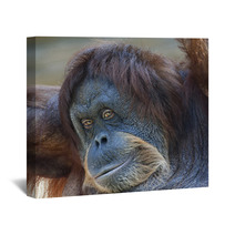 Coquettish Look Of An Orangutan Female. Face Portrait Of The Expressive Great Ape. Beauty Of The Human Like Monkey. One Of The Most Clever Primate. Wall Art 99129324