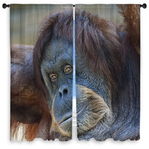 Coquettish Look Of An Orangutan Female. Face Portrait Of The Expressive Great Ape. Beauty Of The Human Like Monkey. One Of The Most Clever Primate. Window Curtains 99129324