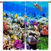 Coral And Fish In The Red Sea. Egypt, Africa. Window Curtains 47650359