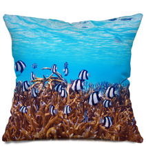 Coral Reef At Maldives Pillows 62780943