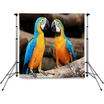 Couple Blue-and-yellow Macaws (Ara Ararauna) Backdrops 46957295