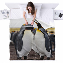 Couple King Penguins Blankets 50922420