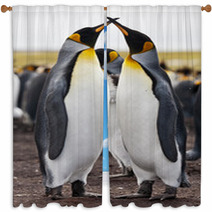 Couple King Penguins Window Curtains 50922420
