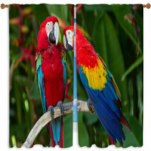 Couple Of Green-Winged And Scarlet Macaws In Nature Surrounding Window Curtains 43970014