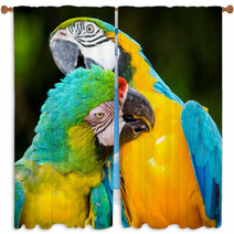 Couple Of Macaw Parrots In Nature Window Curtains 66228367