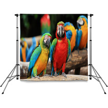 Couple Scarlet Macaw And Blue-and-yellow Macaw (Ara Ararauna Backdrops 46957449