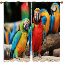 Couple Scarlet Macaw And Blue-and-yellow Macaw (Ara Ararauna Window Curtains 46957449