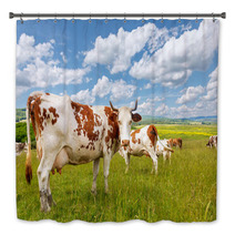 Cow Herd On Summer Field Bath Decor 72291626
