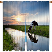 Cows Grazing At Sunset Window Curtains 54173062