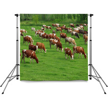 Cows Grazing On Pasture Backdrops 66884645