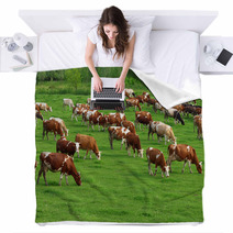 Cows Grazing On Pasture Blankets 66884645