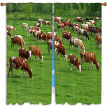 Cows Grazing On Pasture Window Curtains 66884645