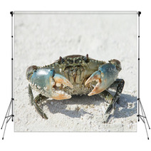 Crab On Beach Backdrops 88862807