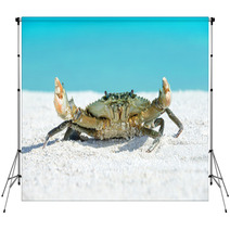 Crab On Beach Backdrops 91097593
