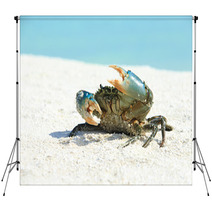 Crab On Beach Backdrops 97632090