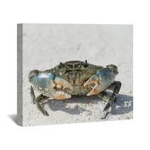 Crab On Beach Wall Art 88862807