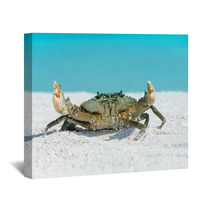 Crab On Beach Wall Art 91097593