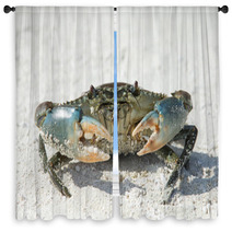 Crab On Beach Window Curtains 88862807