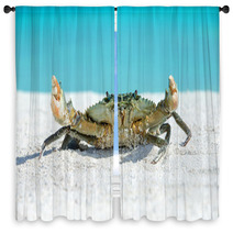 Crab On Beach Window Curtains 91097593