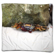 Crab sitting on sand near rock. Caribbean Sea. Blankets 99872670