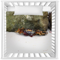 Crab sitting on sand near rock. Caribbean Sea. Nursery Decor 99872670