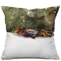 Crab sitting on sand near rock. Caribbean Sea. Pillows 99872670