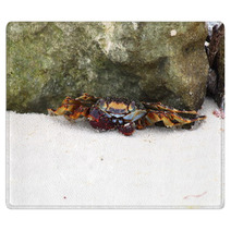 Crab sitting on sand near rock. Caribbean Sea. Rugs 99872670