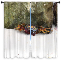 Crab sitting on sand near rock. Caribbean Sea. Window Curtains 99872670