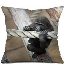 Cub Of A Gorilla Pillows 56824971