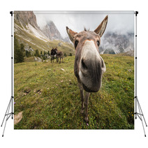 Curious Donkey In Dolomites Backdrops 71572950
