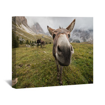 Curious Donkey In Dolomites Wall Art 71572950