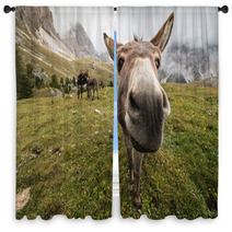 Curious Donkey In Dolomites Window Curtains 71572950