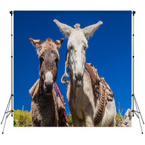 Curious Donkeys In Cabanaconde Village, Peru Backdrops 98932888