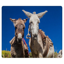 Curious Donkeys In Cabanaconde Village, Peru Rugs 98932888