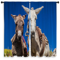 Curious Donkeys In Cabanaconde Village, Peru Window Curtains 98932888