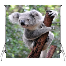 Curious Koala Backdrops 20359722