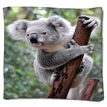 Curious Koala Blankets 20359722