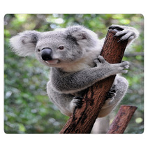 Curious Koala Rugs 20359722