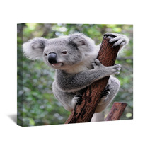 Curious Koala Wall Art 20359722