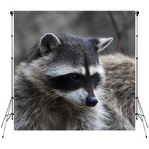 Curious Look Of A Raccoon Or Washing Bear. The Head Of Cute And Cuddly Animal, That Can Be Very Dangerous Beast. Side Face Portrait Of The Excellent Representative Of The Wildlife. Backdrops 99130729