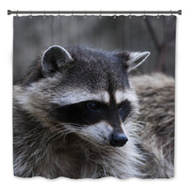 Curious Look Of A Raccoon Or Washing Bear. The Head Of Cute And Cuddly Animal, That Can Be Very Dangerous Beast. Side Face Portrait Of The Excellent Representative Of The Wildlife. Bath Decor 99130729