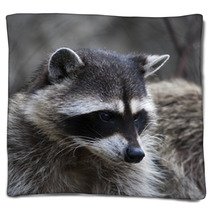 Curious Look Of A Raccoon Or Washing Bear. The Head Of Cute And Cuddly Animal, That Can Be Very Dangerous Beast. Side Face Portrait Of The Excellent Representative Of The Wildlife. Blankets 99130729